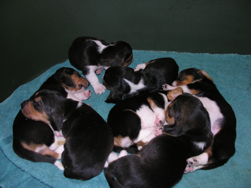 chiot Basset Artesien Normand du domaine des marchands